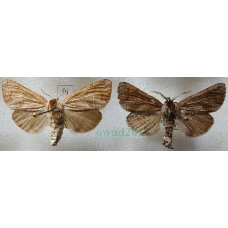 Clostera anastomosis (Linnaeus, 1758) pair Wzjeżka wieszczyca Czech6j